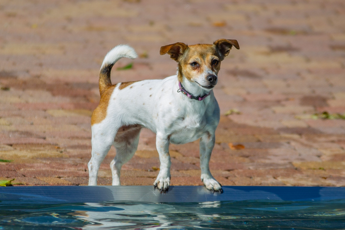 20180916 hundebadetag nagold 20180916