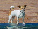 20180916 hundebadetag nagold 20180916