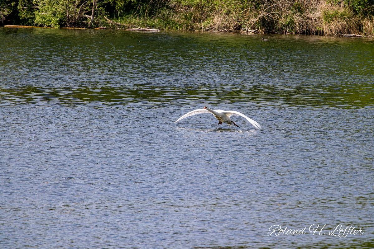 20250502 ziefinger see   vogel   wz  