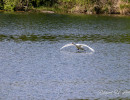 20250502 ziefinger see   vogel   wz  