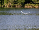 20250502 ziefinger see   vogel   wz  