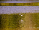 20250502 ziefinger see   vogel   wz  