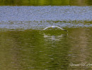20250502 ziefinger see   vogel   wz  