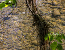 20250502 ziefinger see   vogel   wz  
