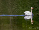 20250502 ziefinger see   vogel   wz  
