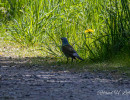 20250502 ziefinger see   vogel   wz  