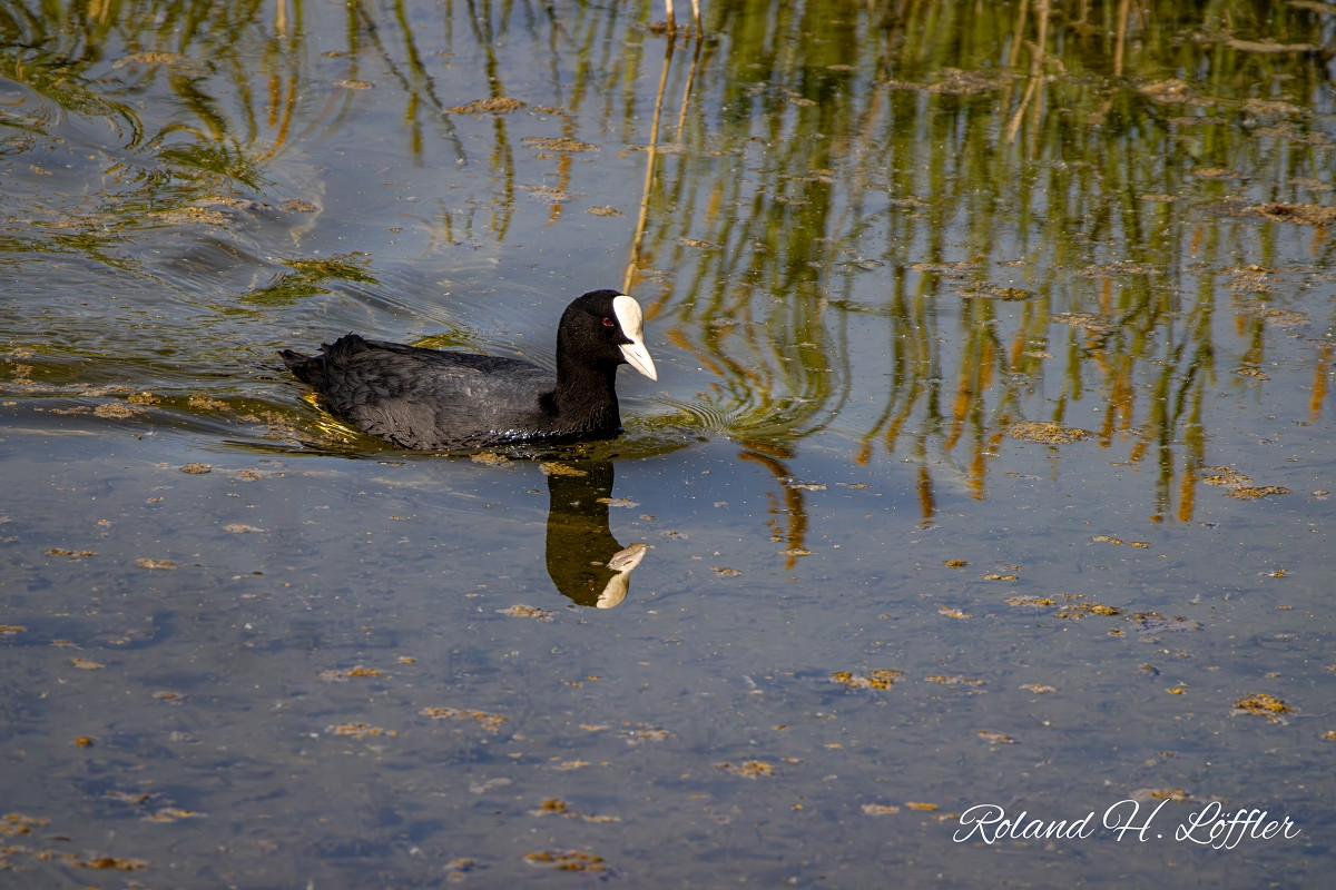 20250502 ziefinger see   vogel   wz  