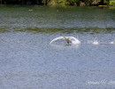 20250502 ziefinger see   vogel   wz  