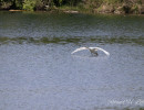 20250502 ziefinger see   vogel   wz  
