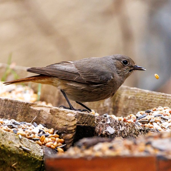 20230413vogelgartentailfingen-10