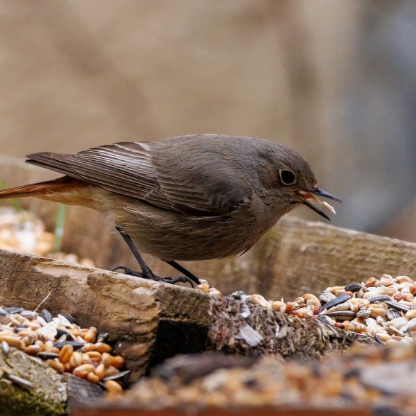 20230413vogelgartentailfingen-11