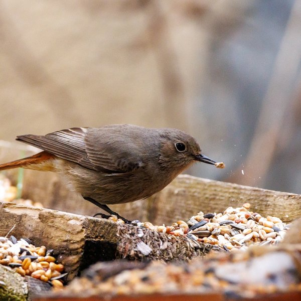 20230413vogelgartentailfingen-12